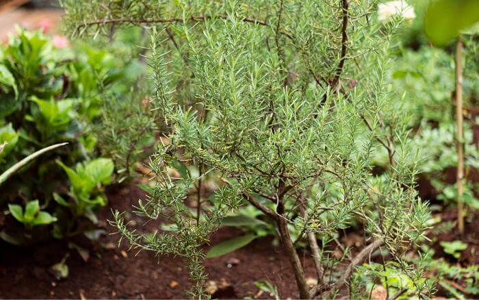 Jardim de ervas com arbusto de Alecrim em destaque ao centro.