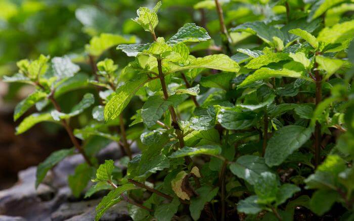 Jardim de ervas com pé de hortelã em destaque.