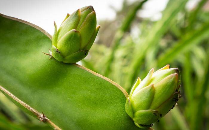 Como-plantar-pitaya-passo-a-passo-por-estacas-ou-sementes Pitaya com flores ainda em botão.