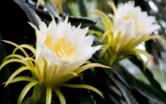 Como-plantar-pitaya-por-estacas Pitaya com suas flores abertas.