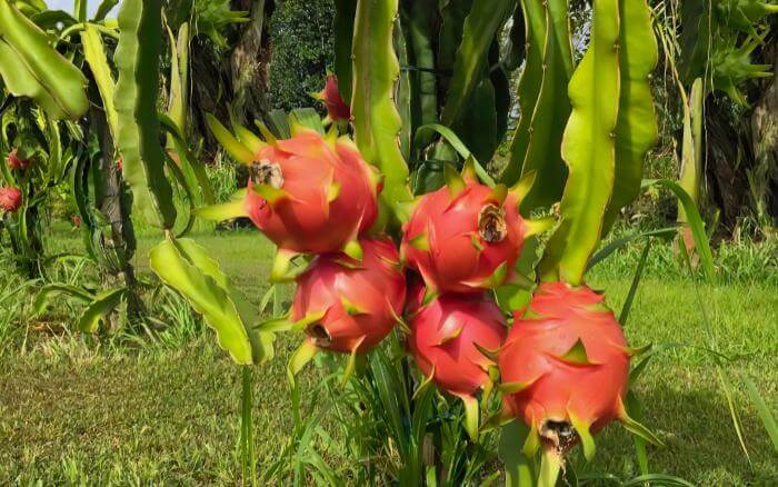 Pitaya-como-plantar-dragon-fruit-em-casa Pitaya vermelha em plantação a céu aberto, carregada de frutos.