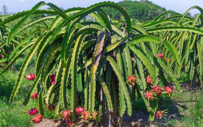 Pitaya-saiba-como-plantar-em-casa Plantação de pitaya com muitos frutos.