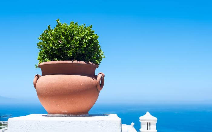 Os vasos de cerâmica vietnamita, estão entre os mais sofisticados no quesito decoração de ambientes. vaso-de-ceramica-usado-no-cultivo-de-plantas-em-area-externa