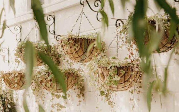 Adaptáveis à ambientes internos e externos os vasos de fibra natural, são ecológicos e versáteis. vasos-de-fibra-natural-com-plantas-pendentes-em-jardim-vertical