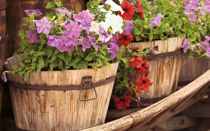 Vasos de madeira são uma alternativa para o cultivo sustentável de plantas decorativas. flores-crescendo-em-vaso-de-madeira-compondo-decoração-de-area-externa-estilo-rustico