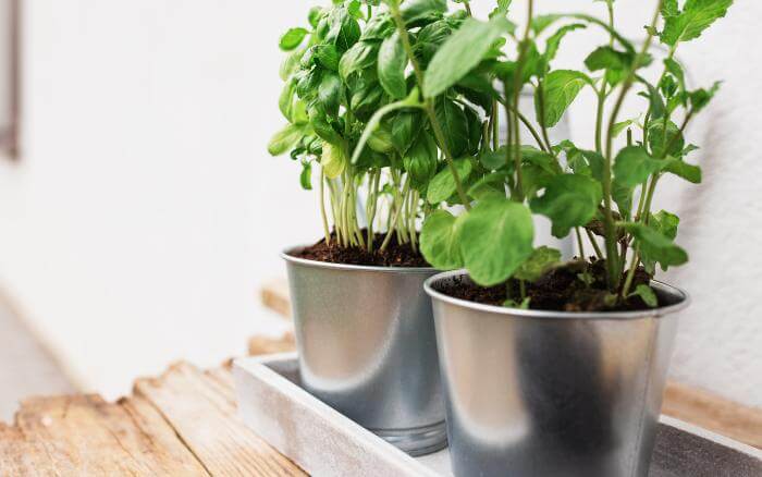 Vasos de metal não devem ser usados na decoração de áreas externas que bata sol. vasos-de-metal-usados-na-decoracao-com-plantas-em-area-interna