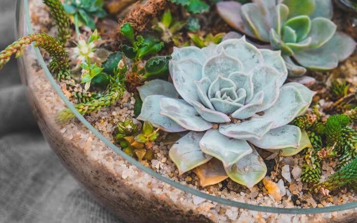 Vasos de vidro ficam lindos com terrários de suculentas e cactos elaborados. terrario-de-cactos-e-plantas-suculentas-montado-em-vaso-de-vidro-redondo