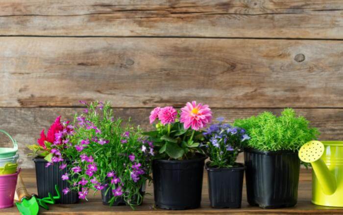 Os vasos de plástico são práticos, para melhorar o efeito decorativo experimente colocá-los em um cachepot. vasos-de-plastico-com-flores-e-mudas-plantadas