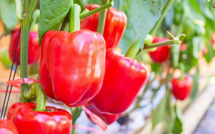 Pimentões-vermelhos-crescendo-em-horta-durante-o-outono.
