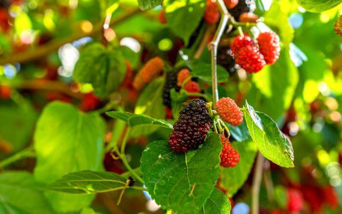 amoreira-cultivada-em-vaso-produzindo