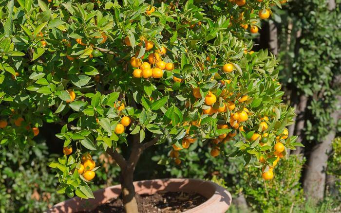 pe-de-tangerina-crescendo-e-produzindo-em-vaso