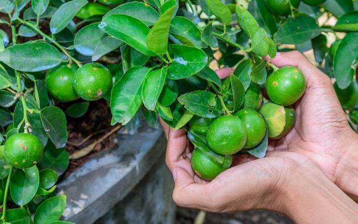 arvore-frutifera-limoeiro-plantada-em-vaso-produzindo-