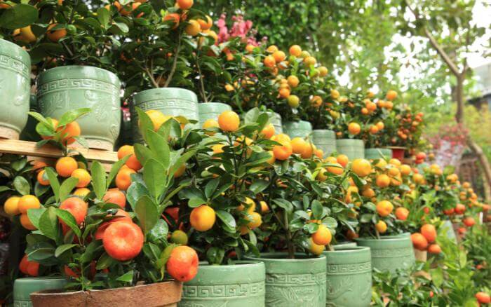 arvores-frutiferas-plantadas-em-vasos-e-produzindo