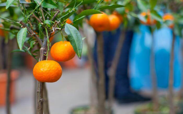tangerineira-arvore-frutifera-em-vaso-produzindo-frutos-e-com-tutor-para-manter-a-planta-ereta.