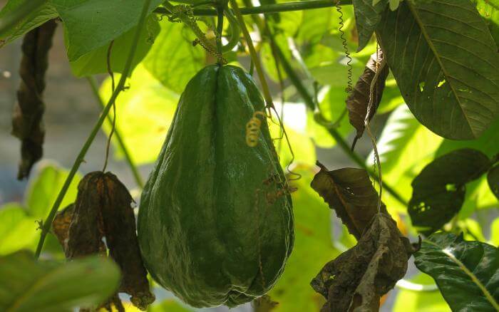 chuchuzeiro-com-frutos-se-desenvolvendo-em-ambiente-a-meia-sombra