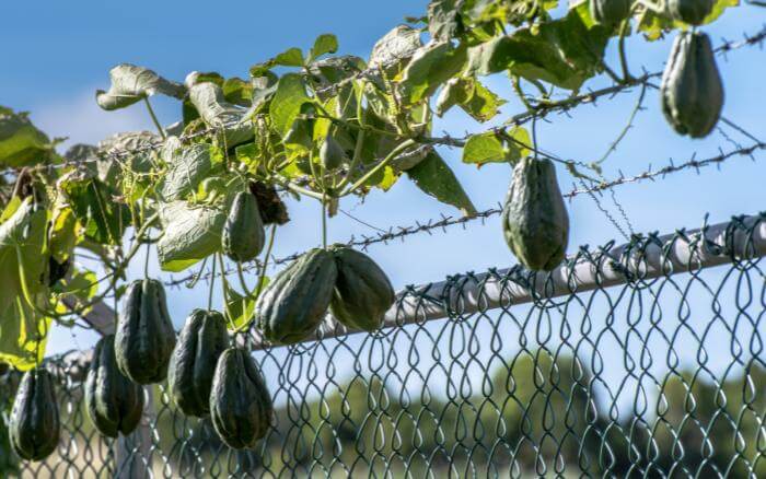 chuchuzeiro-desenvolvido-produzindo-frutos-saudaveis