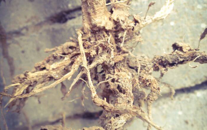 raiz-do-quiabeiro-apodrecida-pela-doença-fungica-murcha-do-solo