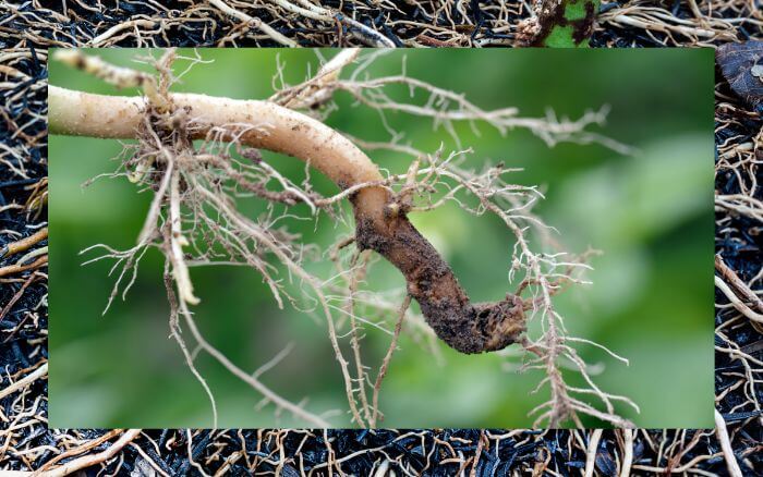 raiz-do-quiabeiro-apresentando-sintomas-de-contaminacao-pela-doenca-murcha-do-solo