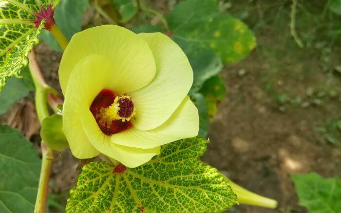 quiabo-com-folhas-manchadas-sintoma-da-doenca-viral-causada-pela-mosca-branca-o-mosaico.
