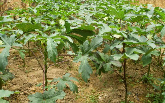 quiabeiros-plantados-com-espacamento-adequado-entre-as-plantas