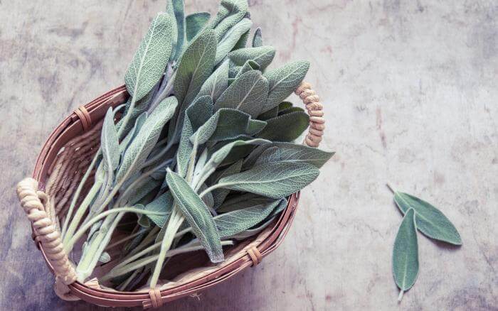 folhas-frescas-da-erva-aromatica-salvia-em-cesto-de-vime