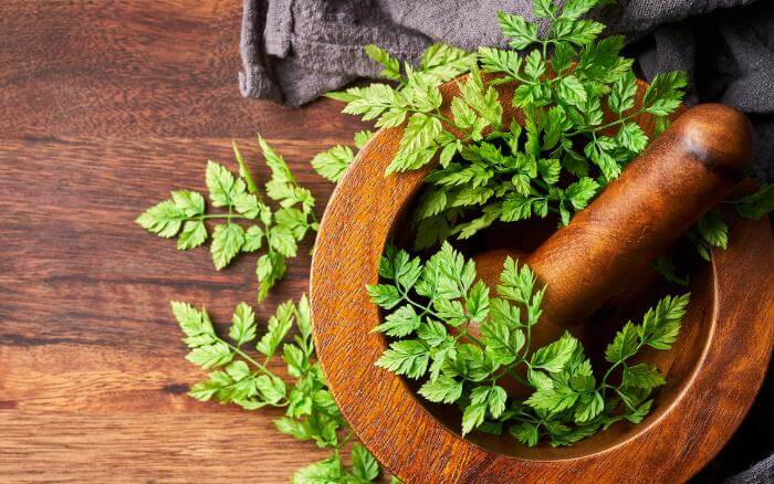 ervas-frescas-de-cerefolio-em-pilao-de-madeira