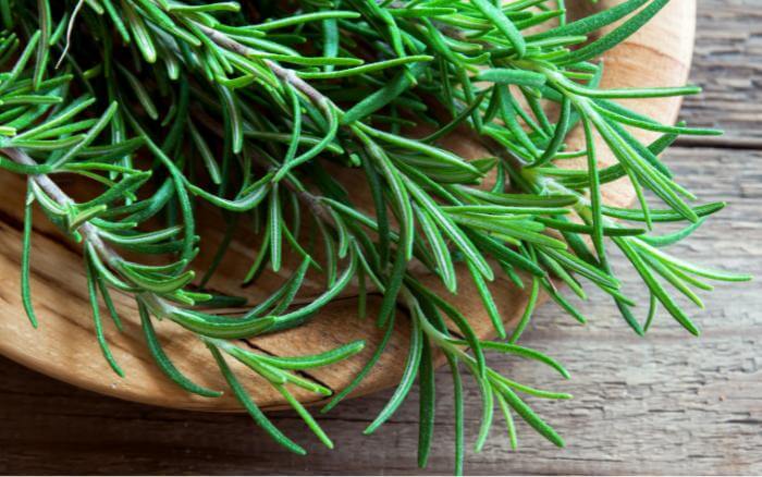ramos-frescos-de-alecrim