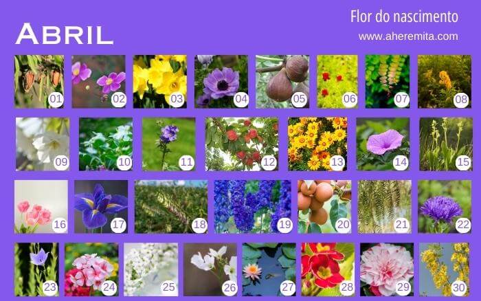 flores-que-representam-os-dias-do-mes-de-abril-organizados-em-um-calendario-segundo-a-cultura-coreana