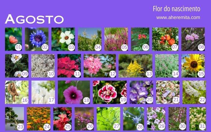 flores-que-representam-os-dias-do-mes-de-agosto-organizados-em-um-calendario-segundo-a-cultura-coreana