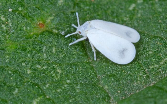 mosca-branca-praga-agricola-transmissora-do-virus-causador-do-mosaico-em-quiabeiros