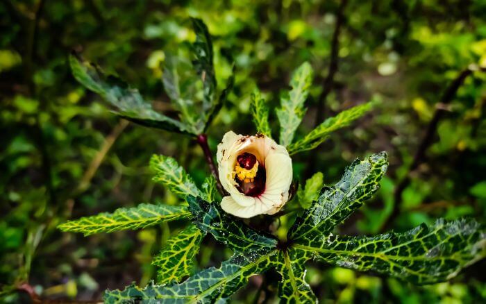 mosaico-nas-folhas-do-quiabeiro-sintoma-de-doenca-viral-transmitida-pela-mosca-branca