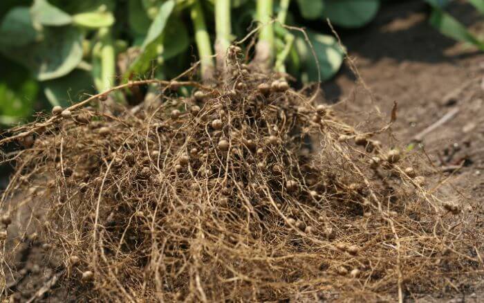 raizes-de-quiabeiro-expostas-apresentando-nodulos-causados-por-infestacao-de-nematoides-das-galhas