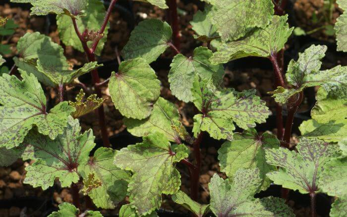 Quiabeiro-com-cercosporiose