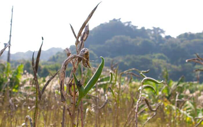 Quiabeiros-e-quiabos-secos-e-murchos-sintoma-da-doenca-murcha-do-solo