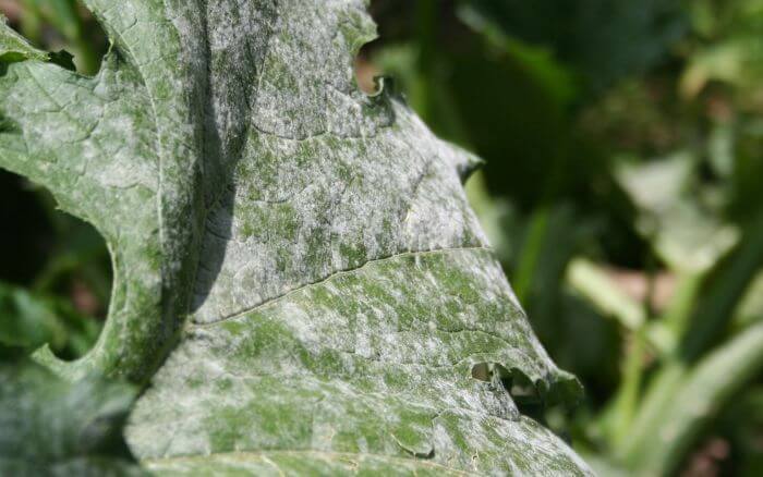 folha-de-quiabo-esbranquicada-sintoma-de-doenca-comum-dos-quiabeiros-causada-por-oidio.