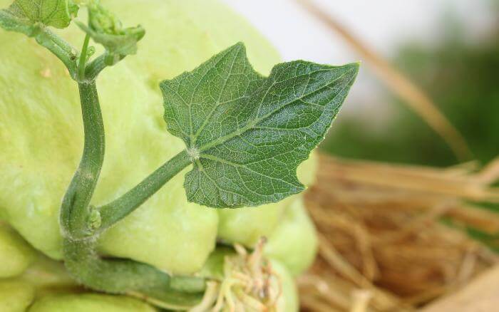 chuchu-em-inicio-de-brotacao-com-as-primeiras-folhas-em-desenvolvimento