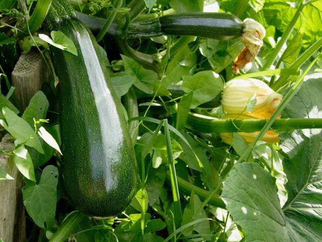 abobrinhas-cultivadas-na-cerca-da-horta