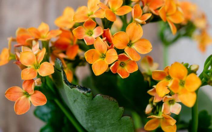 Flor da fortuna na cor laranja.