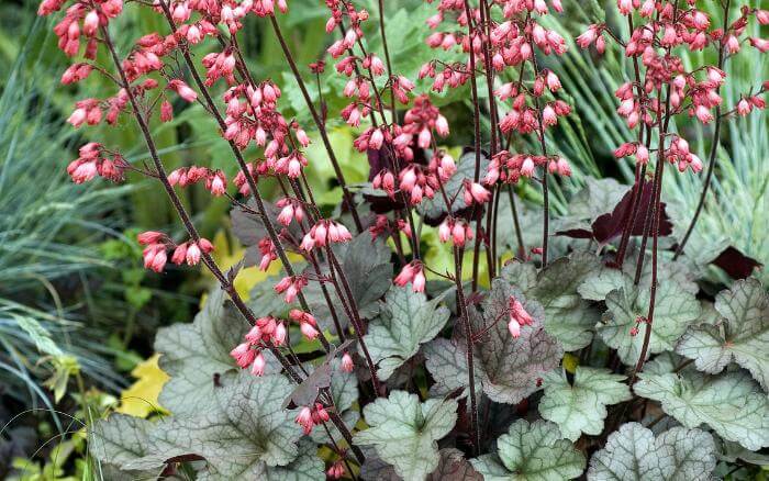 A Heuchera é uma planta que atrai beija-flores e borboletas para o jardim. macico-de-heuchera-florida-entre-outras-plantas-em-um-jardim-sombreado