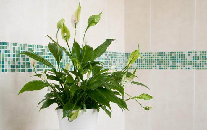 Lírio da paz florido, sendo cultivado em vaso, decorando ambiente interno.