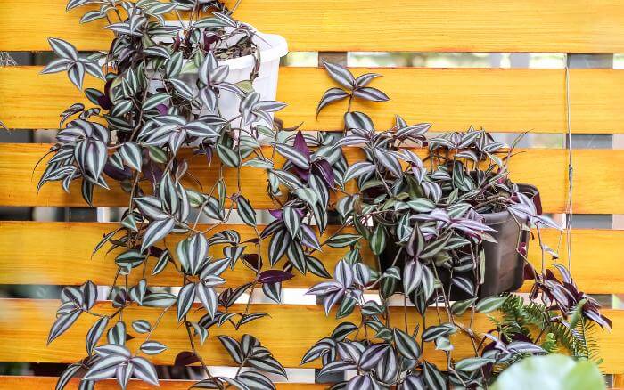 O Lambari-roxo é uma planta de crescimento acelerado e se multiplica com facilidade lambari-roxo-em-vasos-meia-lua-fixos-em-parede-ripada