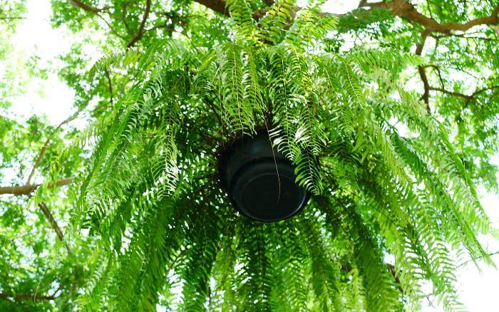 Tradicionais as Samambaias são plantas de sombra no estilo pendente. samambaia-planta-pendente-cultivada-sob-a-sombra-de-uma-arvore-frondosa.