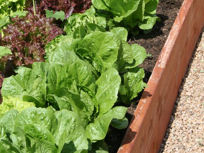 horta-caseira-de-verduras-com-mudas-de-alface-crescendo.