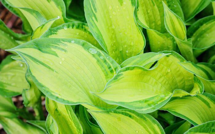 Naturais da Ásia, as Hostas ganharam o mundo e são muito apreciadas por colecionadores. hosta-planta-ornamental-com-folhas-coloridas-muito-comum-de-se-cultivar-na-sombra