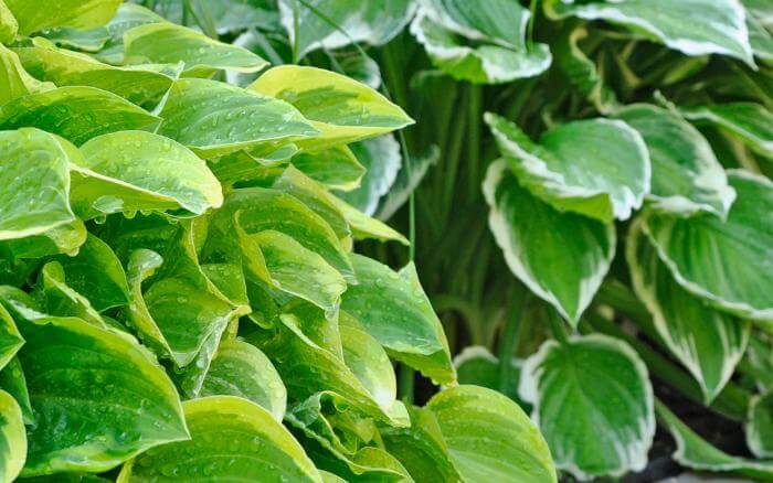 Dicas para criação e cuidados com jardim sombreados e plantas de sombra! folhas-de-hosta-em-tons-de-verde-recem-regada-em-um-jardim-de-sombra