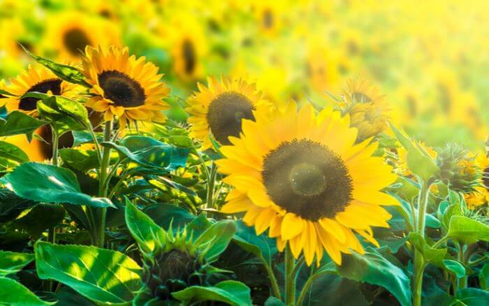 Tipo-de-solo-para-o-cultivo-de-girassóis Jardim-de-flores-com-girassóis-em-diferentes-estágios-de-desenvolvimento