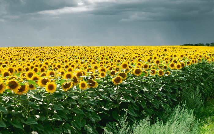 Para-onde-o-girassol-vira-quando-não-há-sol Plantação-de-girassóis-floridos-sob-céu-nublado