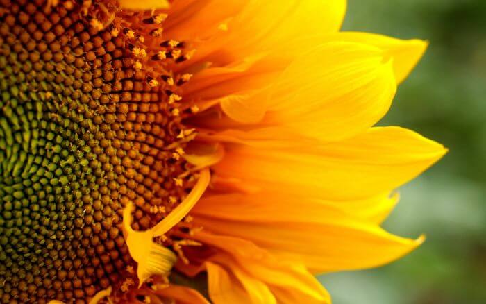 Origem-do-girassol-segundo-a-mitologia-grega Girassol-com-sementes-em-close-up