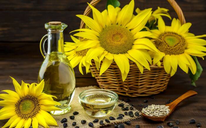 Flores-óleo-folhas-e-sementes-de-girassol. Flores-óleo-folhas-e-sementes-de-girassol.