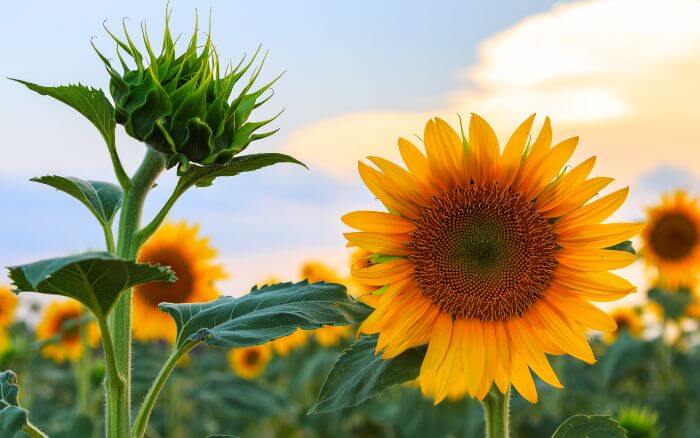 Significados-do-girassol Plantação-de-girassóis